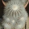 Copiapoa_krainziana_1